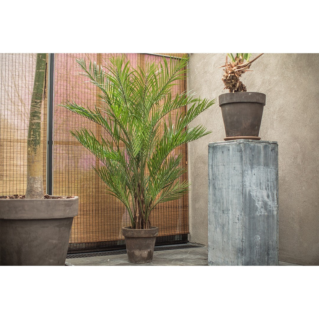 Palm Green 230cm