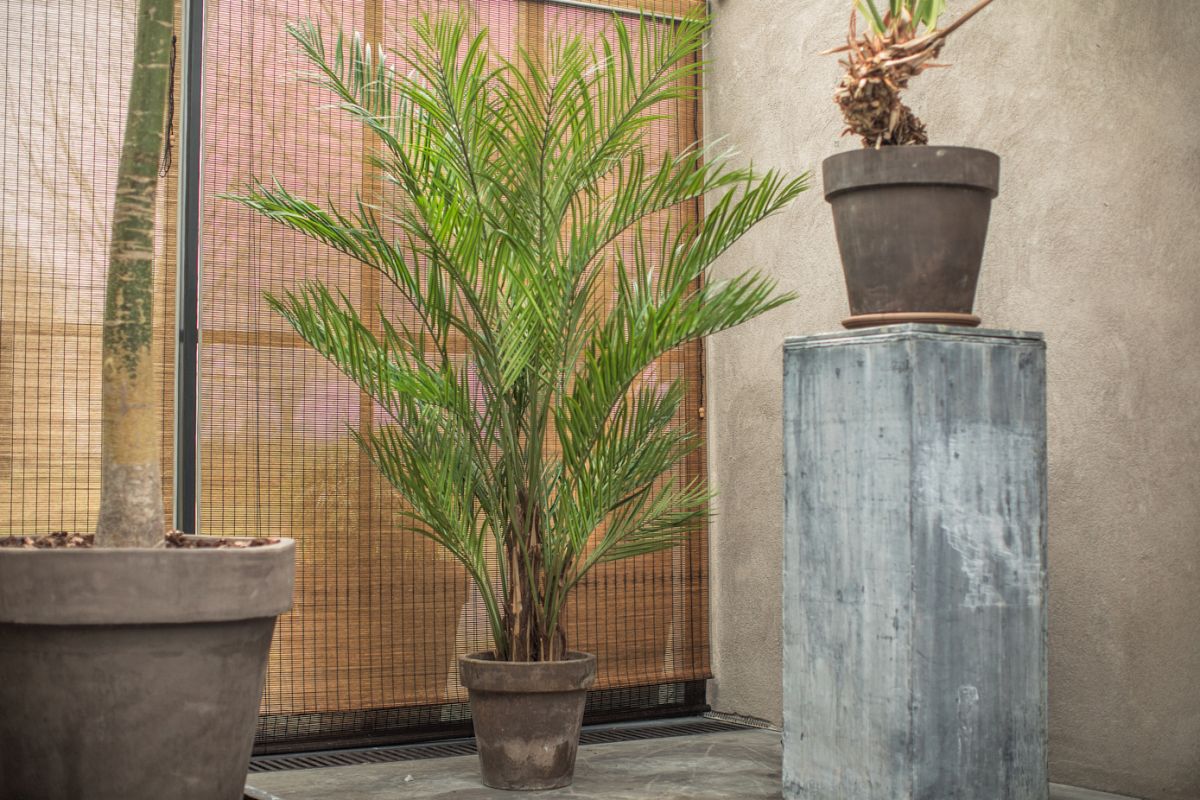 Kentia Palm Green 230cm