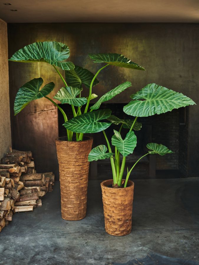 Alocasia Green 124cm