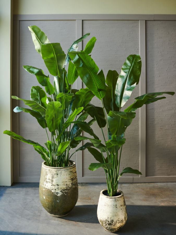 Strelitza Green 200cm