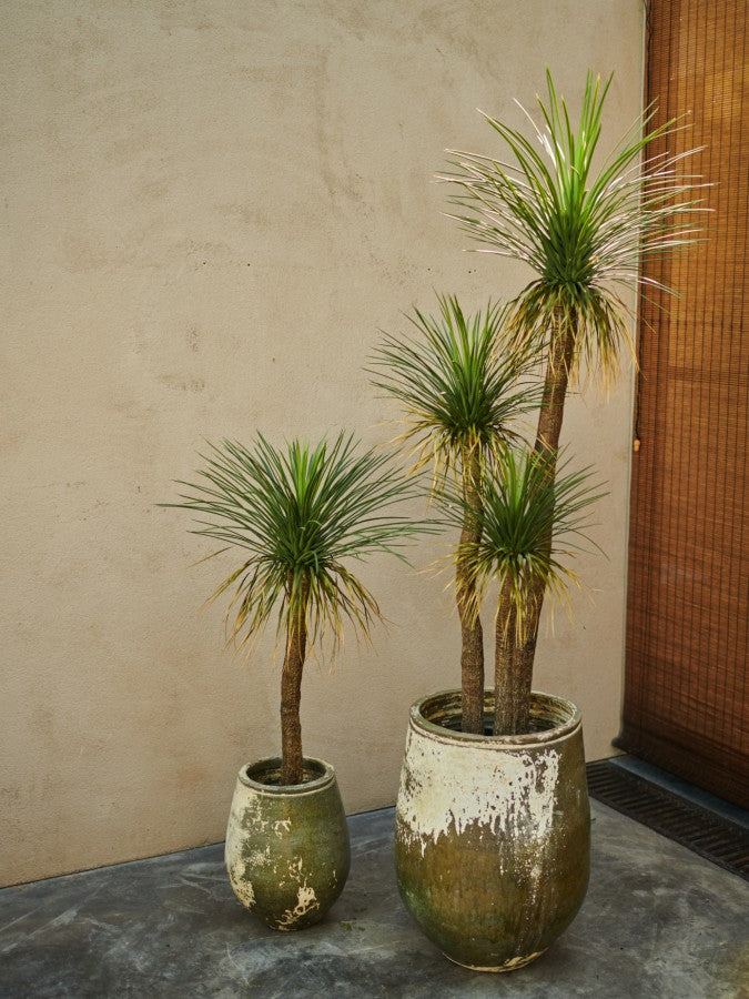 Yucca Green 180cm