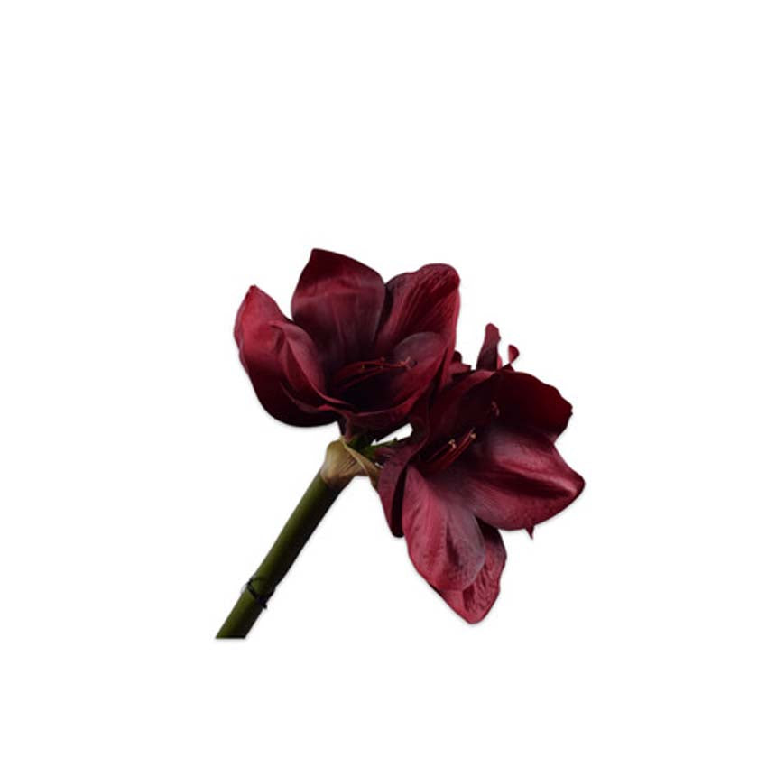 Amaryllis Stem Burg Dk 75 cm