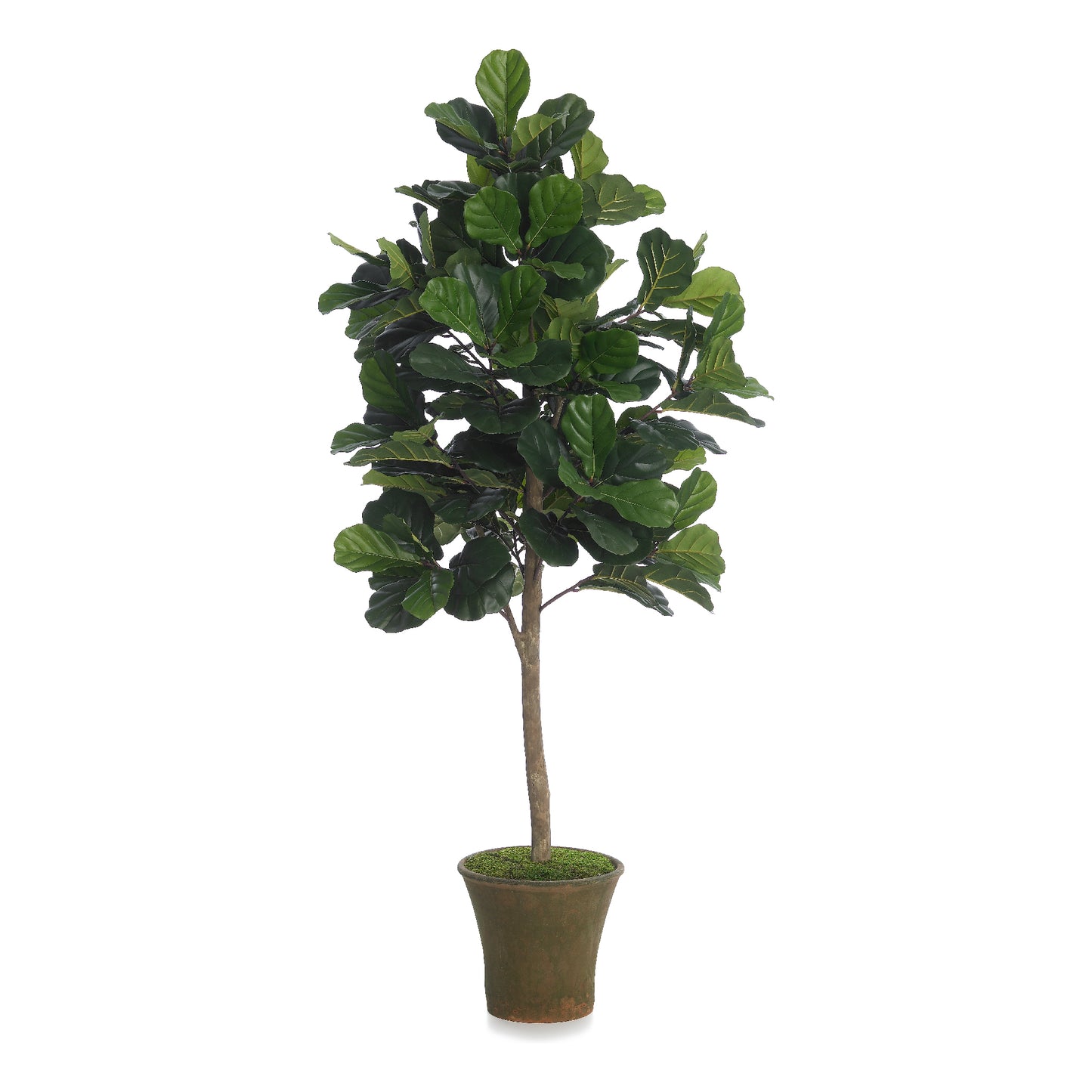 Fab Fig Tree