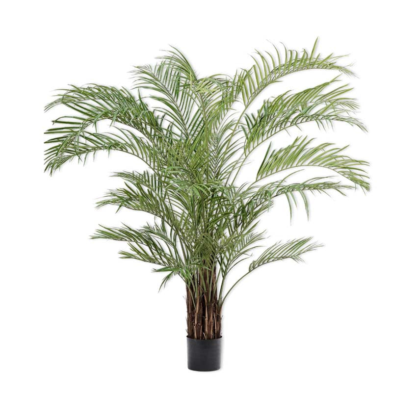 Kentia Palm Green 230cm