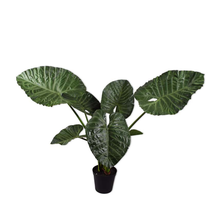 Alocasia Green 124cm