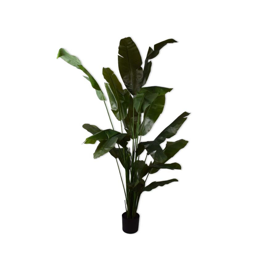 Strelitza Green 200cm