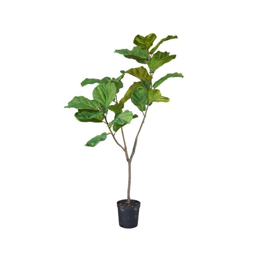 Ficus Green 151cm