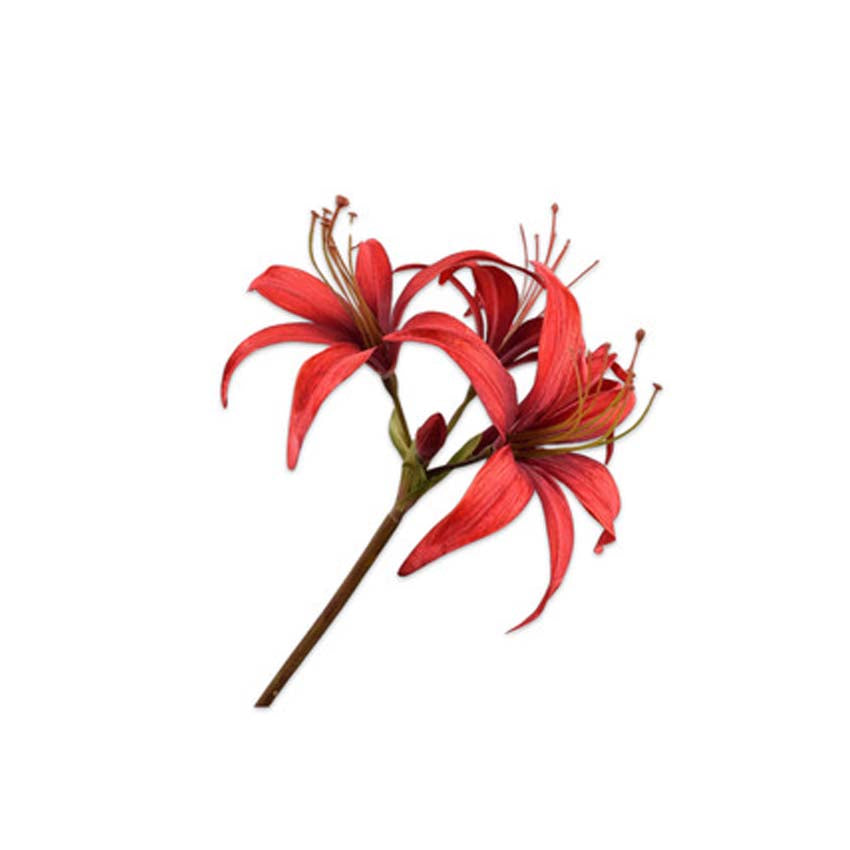 Amaryllis Stem Red 80 cm