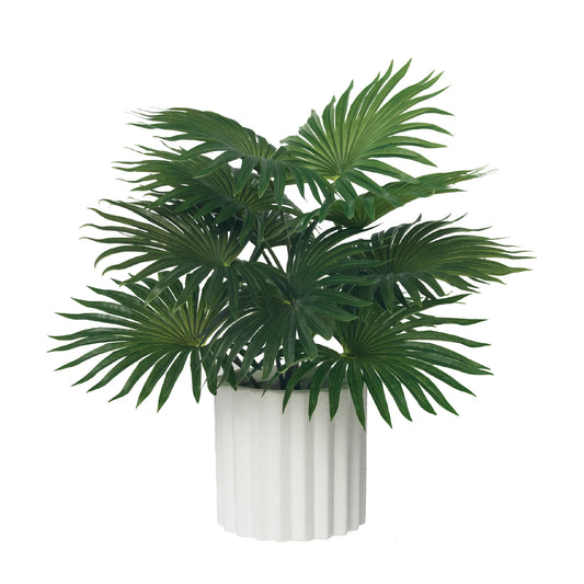 Fountain Palm