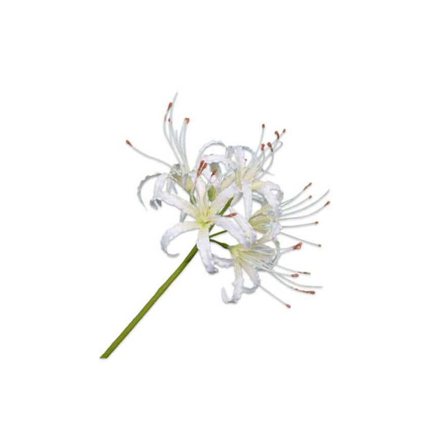 Nerine Stem Cream 90 cm