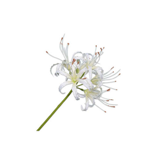 Nerine Stem Cream 90 cm