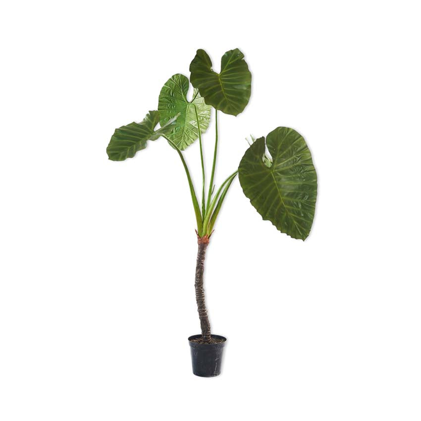 Alocasia Green Dk 220cm