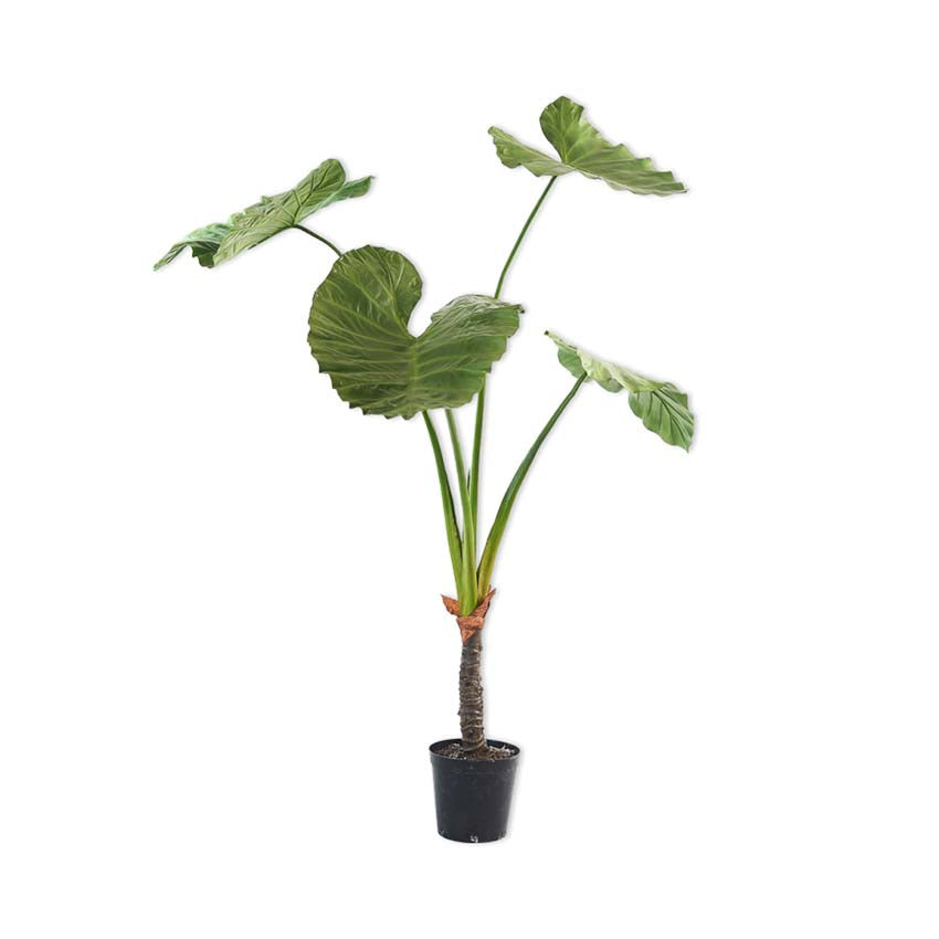 Alocasia Green Dk 175cm