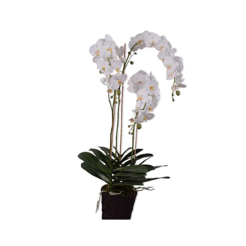 Orchid 128cm