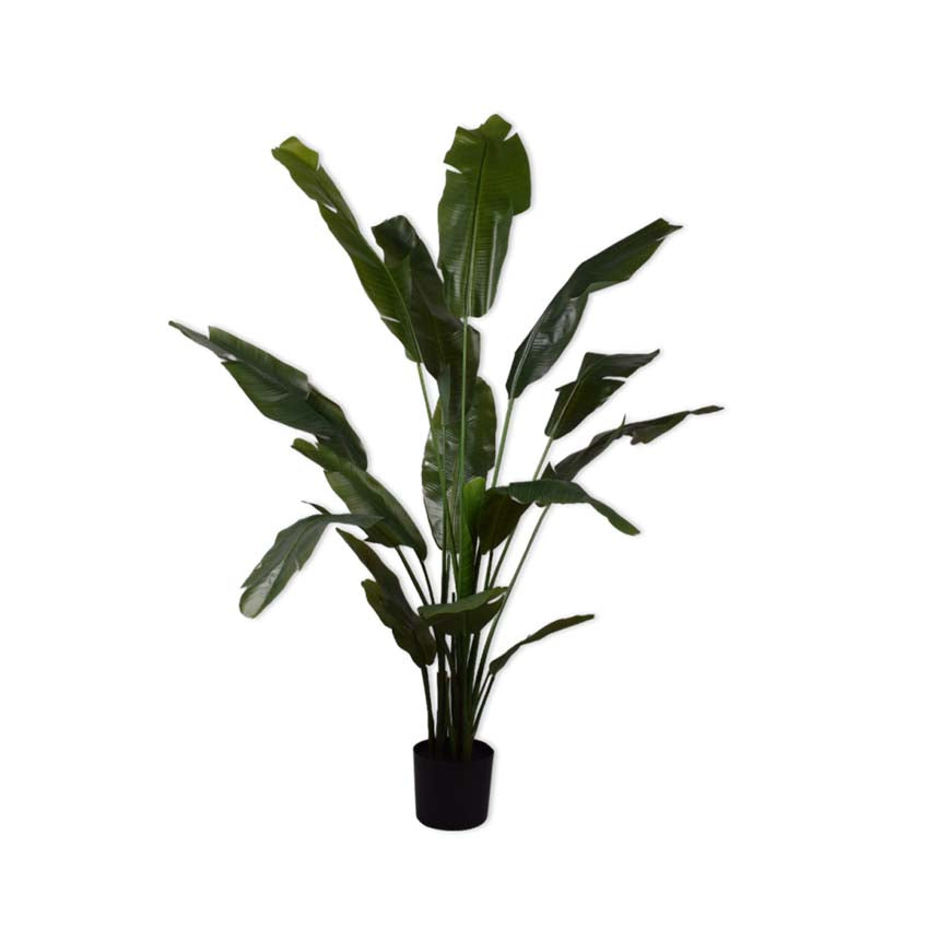 Strelitza Green 180cm